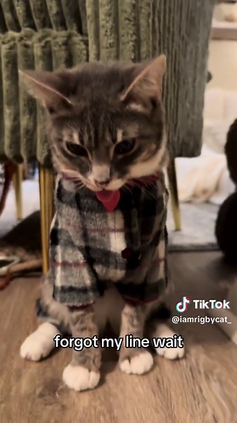 Adorable Cat Compilation - Jolly Cat, Yeti The Cat, Bear Cat, and More!