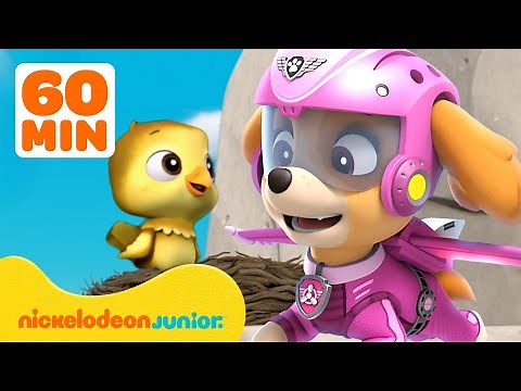 PAW Patrol | Les meilleurs sauvetages et aventures de Stella ! | Nickelodeon Jr. France