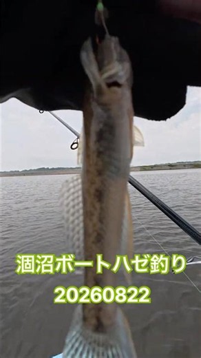 涸沼でボートハゼ釣り リール 2026年8月22日 茨城県 涸沼 #釣り #ハゼ #涸沼