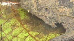 Suriname Toad (Pipa pipa). In a shallow pond in the Ecuadorian Amazon. The female carries its eggs embedded in its back until they hatch.