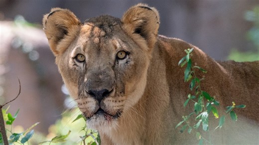 Houston Zoo shares emotional update on one of its oldest big cats