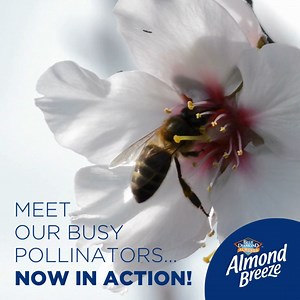 Most almonds require cross-pollination between varieties in order to produce nuts. Meet the pollinators! #pollinators #pollinatorweek2021 #bees #pollen #nectar #projectapism #wearebluediamond #almondgrowers #californiafarmers #CAalmonds | Blue Diamond Almonds South Africa