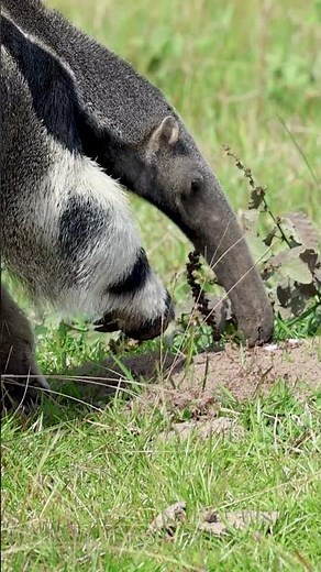 Celebrate World Anteater Day at xenarthrans.org
