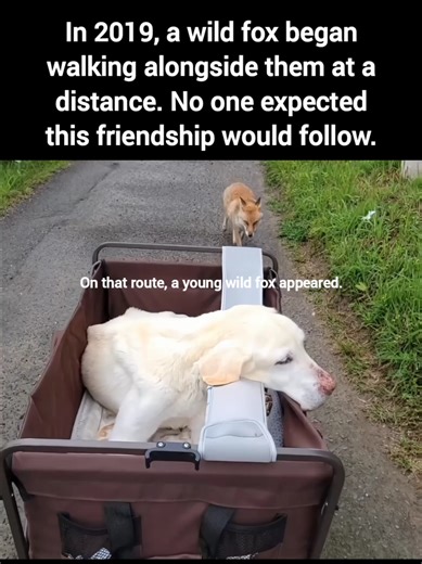 Heartwarming Story of a Wild Fox Friendship