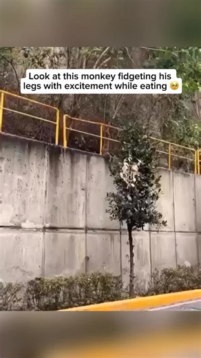203K views · 1.2K reactions | A monkey eating while fidgeting his...