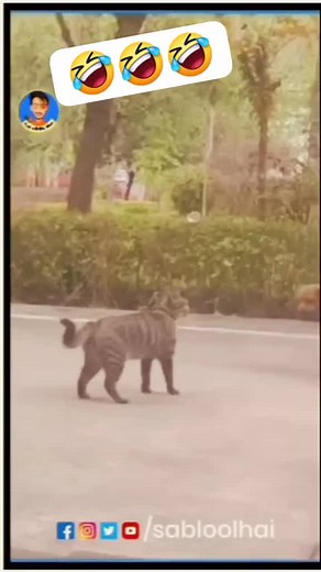 Hilarious Dog vs Cat Comedy Showdown