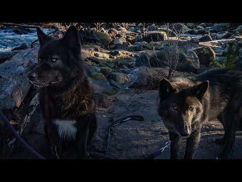 How to tell wolf content in a Wolfdog (part 1)
