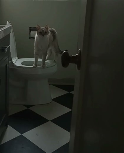 Caught The Cat Using The Toilet Again