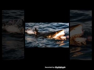 Jaws 4 The ReVenge Great White Shark Sound Effects