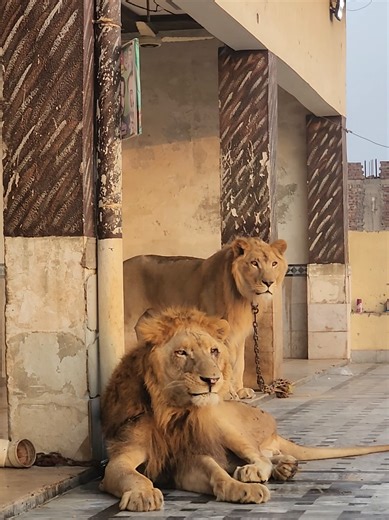 African lion and lioness gang