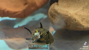 Horned Nerite Snail (Clithon corona) One of the smallest snails in the aquarium hobby, as well as the spikiest! As nerites, these snails can live in fresh or brackish water tanks and range in color from light green-black, and often have well-defined stripes along their shells. Also known as the Thorn Nerite Snail. #neritesnails #fyp https://www.petzonesd.com/horned-nerite-snail/ | Pet Zone Tropical Fish, San Diego, California