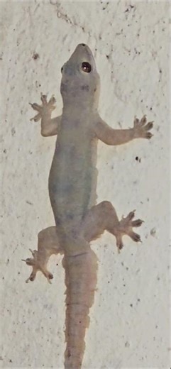 Lizard Sounds #biglizard #gecko #lizard #Short