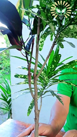 Grafted Croton or San francisco plant #KabayangManny #Grafting #GraftedCroton #SanFranciscoPlant #PlantVarieties #CrotonLove #GraftedPlants #BotanicalVariety #GardenVarieties #SanFranciscoGarden #CrotonMagic #GraftingTechnique #PlantHybrid #GraftedVarieties #TwoVarieties #CrotonLandscaping #SanFranciscoFlora #GardenHybrid #UniquePlantVarieties #CrotonDiversity #GardenGrafting #SanFranciscoLandscapes | Kabayang Manny