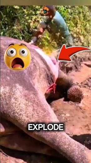 Top 3 Animals That Explode After Death #animals #wildlife #animalfacts