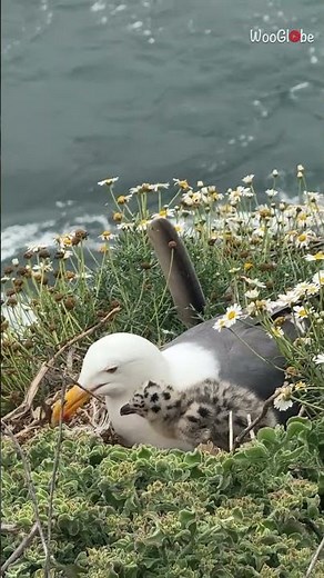 Baby Seagull Nesting: A Mother's Love on the Beach || WooGlobe