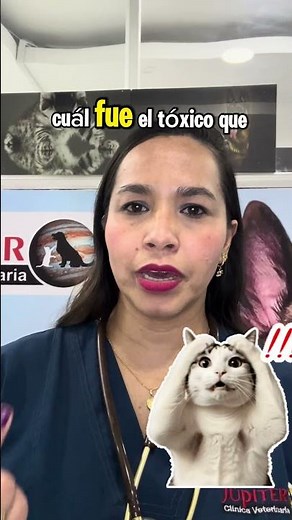 Cómo actuar si tu mascota fue envenenada en casa #cuidadoanimal #auxiliarveterinario