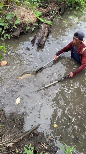 Sarang ikan