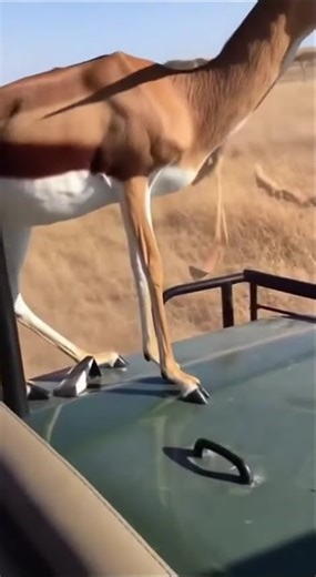 Gazelle Escapes Lions 😱🦁 Jumps Onto Safari Jeep! #gazelle #lion