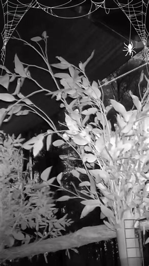 4.4K views · 176 reactions | Spooky lazer eyed koalas this Halloween?...