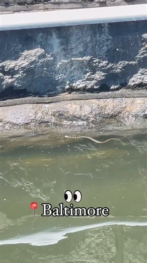 13K views · 146 reactions | What kind of danger noodle is this?!?! Inquiring Trash Wheel wants to know. #NewFriend | Mr. Trash Wheel | Facebook