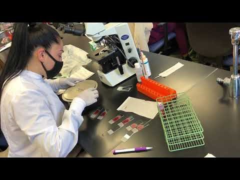 Medical Lab Technology at Midlands Technical College