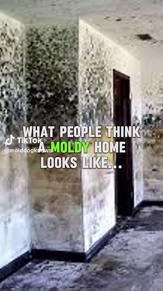 Mold doesn’t just live in old, dirty homes. It hides in clean, modern spaces, too. What most people think moldy homes look like: ❌ Dark, damp, and dirty. What moldy homes actually look like: ✅ Bright, clean, and picture-perfect — but with hidden mold growing behind walls, under sinks, and in vents. Don’t judge a home by its cover. Hidden mold is the danger you can’t see, and it could be in your home right now. 📌 Save this post to remind yourself — clean doesn’t always mean safe. Call us today f
