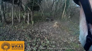 1.3K views · 204 reactions | A female fallow deer (doe) has been...