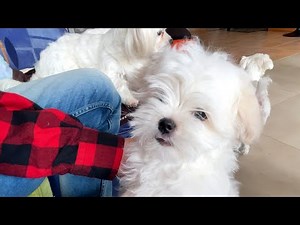 MEETING OUR MALTESE PUPPIES' WHOLE FAMILY ❤️