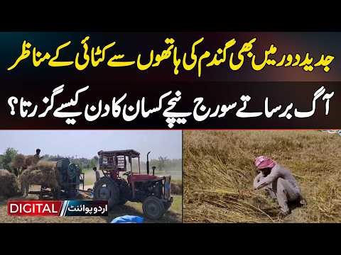 Traditional Wheat Harvest In Modern Times, Farmers Working Under Scorching Sun, Emotional Rural Life