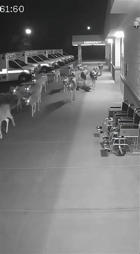 Why Deer Are Acting STRANGE And What It Means For You