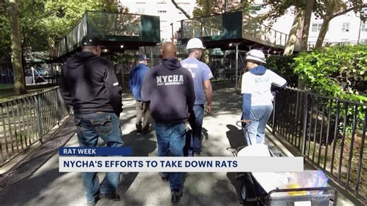 Rat Week: How NYCHA workers contain rat population at Morris Houses
