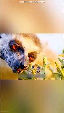 Fearless Lemurs Surviving on Toxic Plants & Sharp Cliffs! #shorts