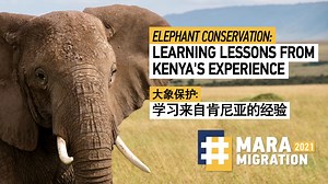 6.1K views · 356 reactions | China's small but treasured elephant population recently made headlines for a spontaneous migration from forest to farmland and back to their habitat again. Our news team headed to the Maasai Mara to see what lessons we could learn from Kenya's decades of experience in managing human-elephant conflict. #MaraMigration2021 | CGTN | Facebook