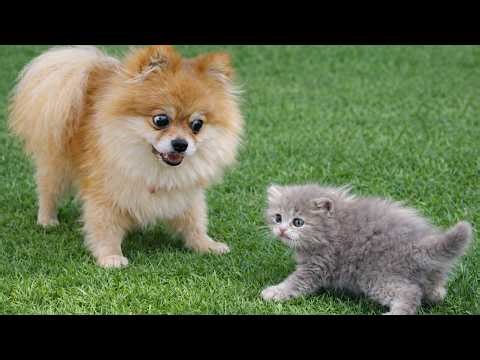 Tiny Kitten Meets a Dog for the First Time — Watch His Reaction 🥺🐾