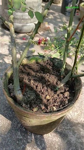 Rose plants food #rosecare #gardening ##shorts #youtubeshorts #trending #viralshorts #ytshorts