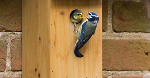 Vogelhuisje maken met bouwtekening | Natuurmonumenten