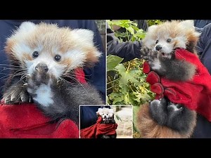 Heartbreak at Edinburgh Zoo: Baby Red Panda Dies from Firework Fright