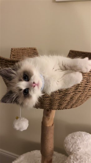 Kittens: Adorably Soft Siberian Cats