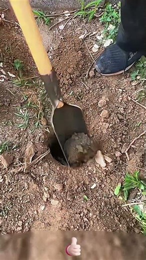 Practical methods of using the Luoyang spade as a hole - digging tool 🛠️🕳️🧐👍😃