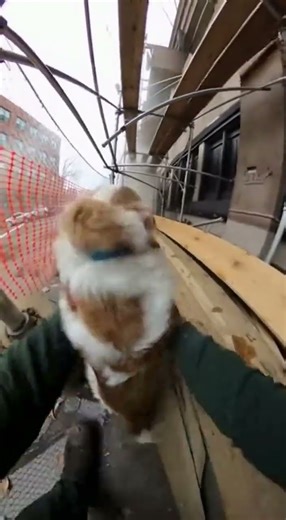 Saving a dog from falling scafholding || DataFlux