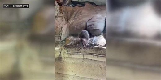 Pest control expert records shocking video of rat-infested home: 'This is a Level 5'