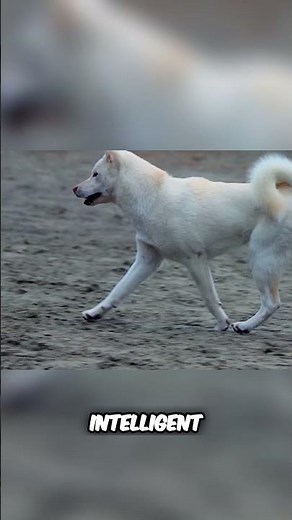 Meet the Kishu Inu - Best Japanese Hunting Dog