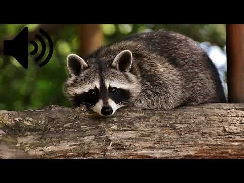 SONIDO DEL MAPACHE (¿Cómo Suenan los MAPACHES?)
