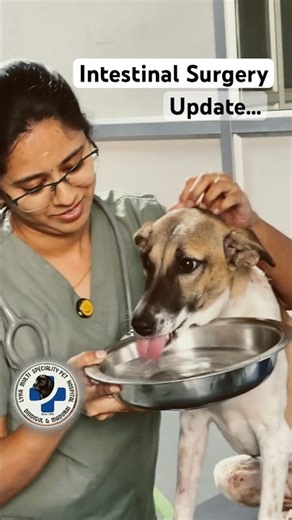 Intestinal Surgery dog update ‪@lykapetclinic‬