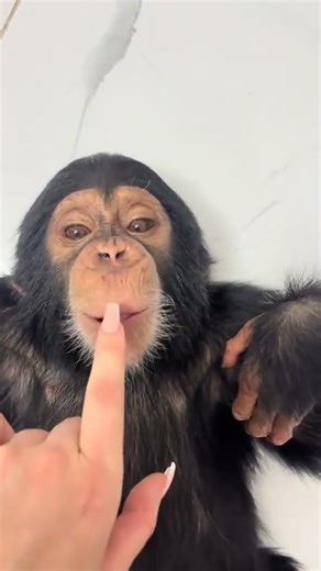 Meet the Cutest Monkey Ever Caught on Camera! 🐵📸 #shorts