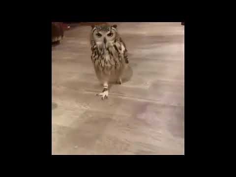 Owl running meme.