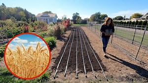 87K views · 6.6K reactions | First Time Planting Winter Wheat!  | Garden Answer | Facebook