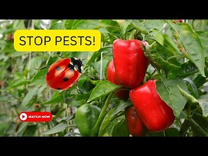 "Master Pest Control: The Ultimate Guide to IPM in Bell Peppers"