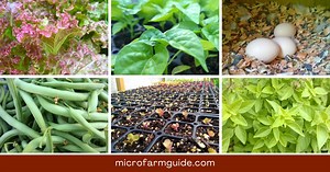 Syntropic Agroforestry | Micro Farm Guide