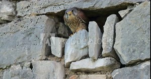Common kestrel male (Falco tinnunculus), in the nest , Southern France,